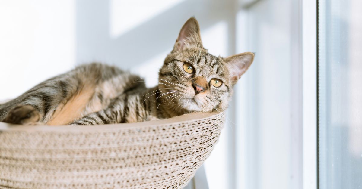 What to Buy Before Adopting a Cat in Australia: The Ultimate Cat Supplies Checklist