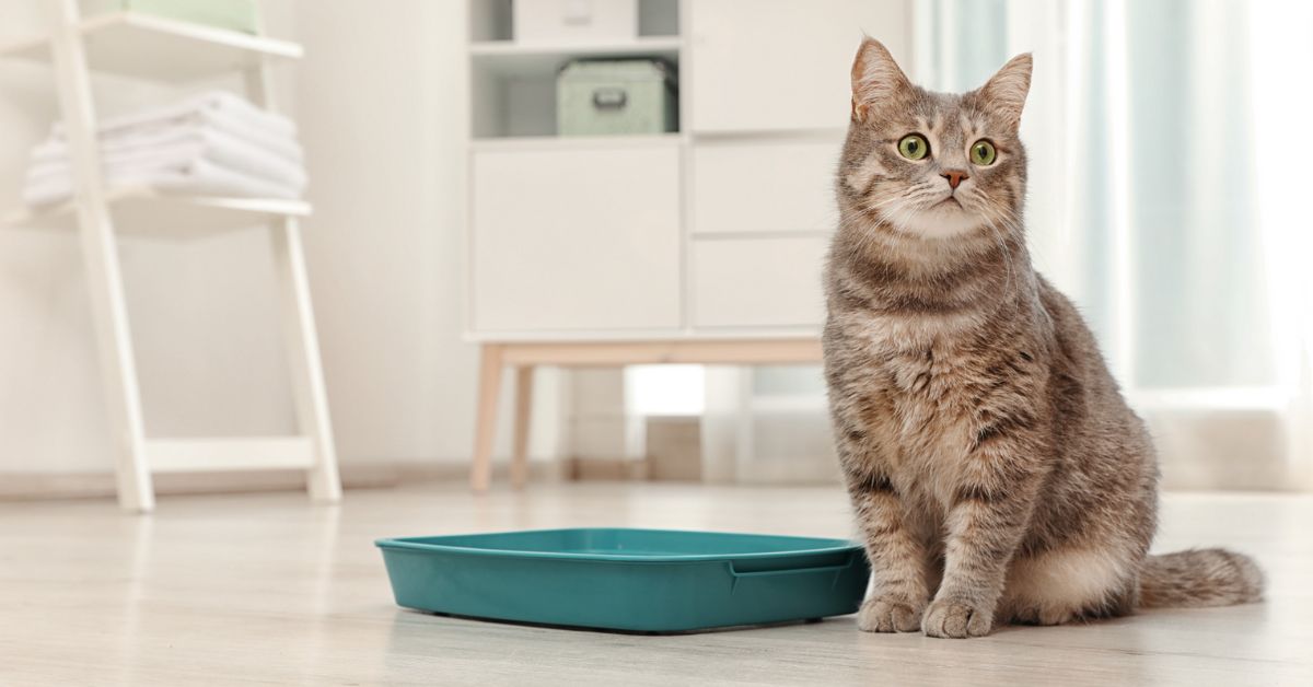 How to Eliminate Cat Urine Odor: Expert Tips on Litter Boxes & Enzyme Cleaners